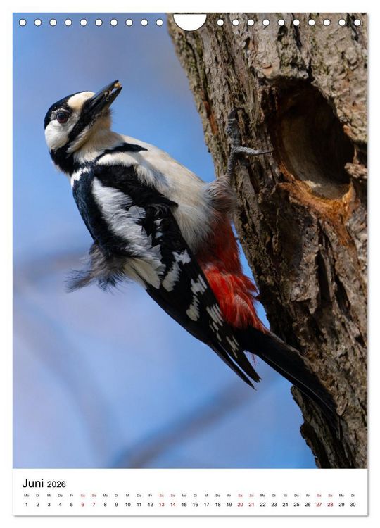 Produktbild: Heimische V&ouml;gel in Ihren G&auml;rten (Wandkalender 2026 DIN A4 hoch), CALVENDO Monatskalender