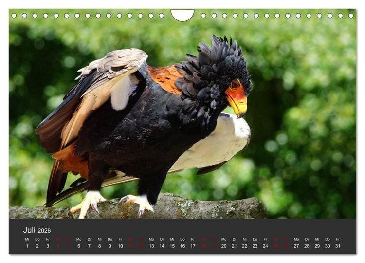 Produktbild: Faszination der Greifv&ouml;gel und Geier (Wandkalender 2026 DIN A4 quer), CALVENDO Monatskalender