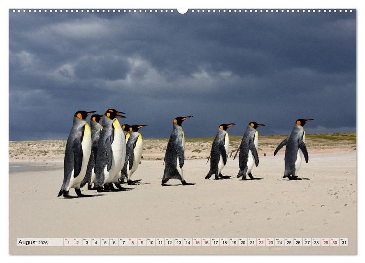Produktbild: Pinguine der Falkland Inseln (hochwertiger Premium Wandkalender 2026 DIN A2 quer), Kunstdruck in Hochglanz