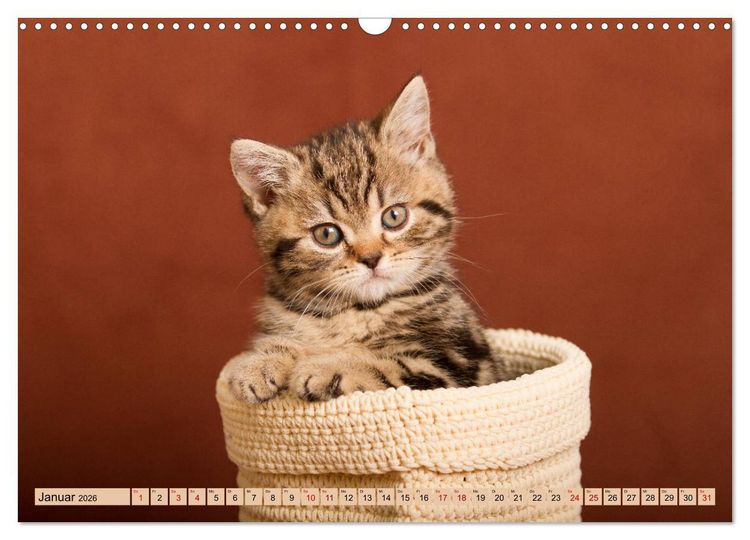 Produktbild: Tierkinder klein und s&uuml;&szlig; (Wandkalender 2026 DIN A3 quer), CALVENDO Monatskalender