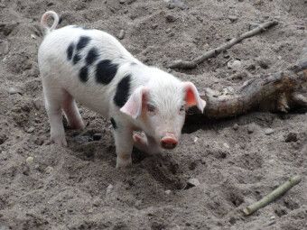 Produktbild: CALVENDO Puzzle Rosarotes Ferkel | 1000 Teile Lege-Gr&ouml;&szlig;e 64x48cm Foto-Puzzle f&uuml;r gl&uuml;ckliche Stunden