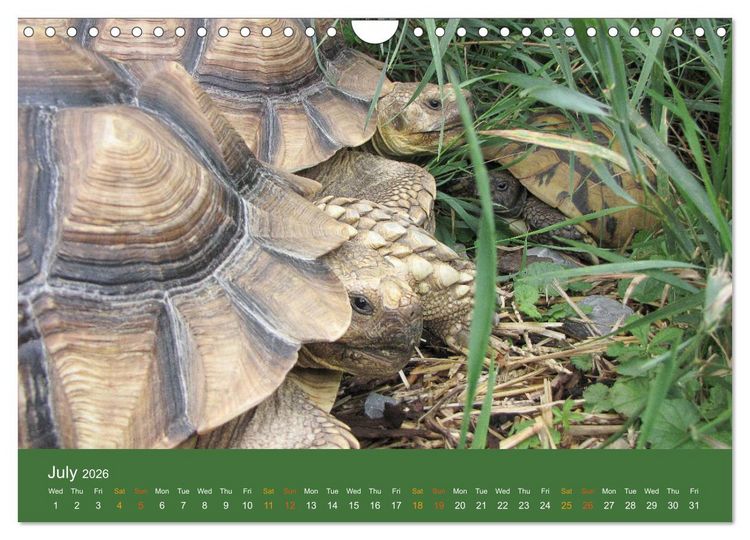 Produktbild: African spurred tortoises (Wall Calendar 2026 DIN A4 landscape), CALVENDO 12 Month Wall Calendar