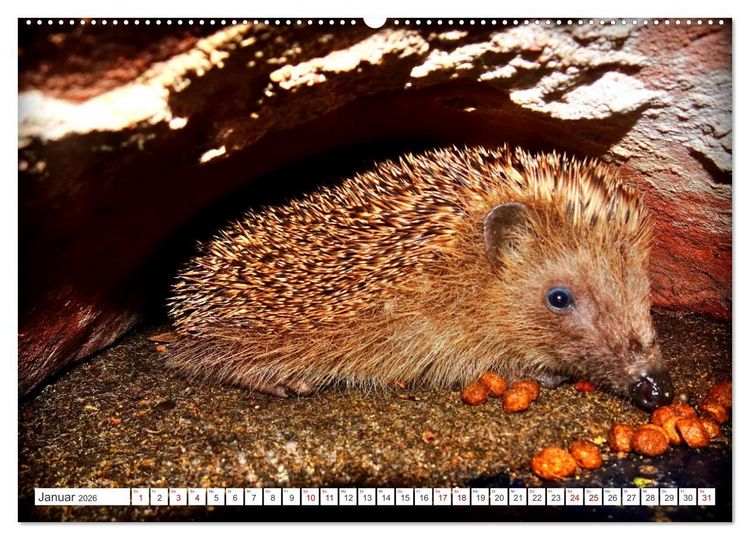 Produktbild: Mein Haus-Igel (Wandkalender 2026 DIN A2 quer), CALVENDO Monatskalender