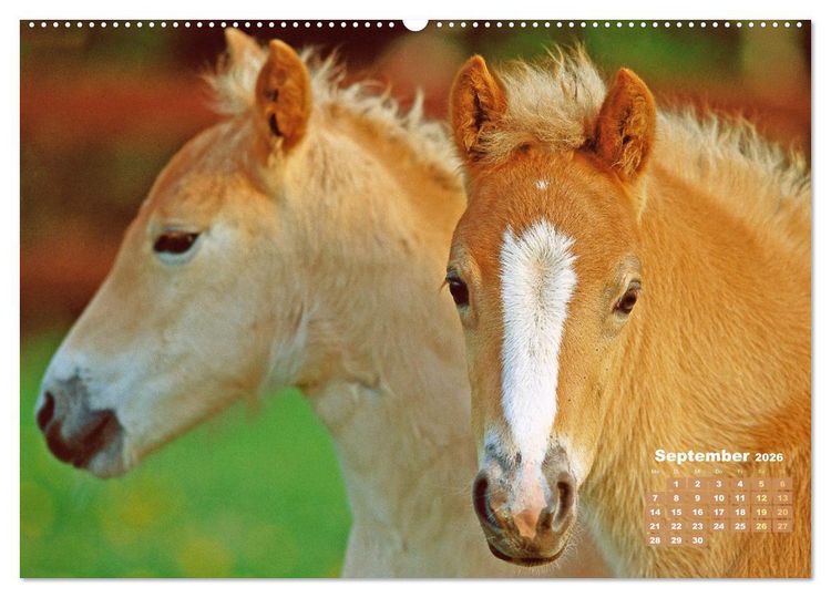Produktbild: Haflinger: Die blonden Pferde von der Alm (Wandkalender 2026 DIN A2 quer), CALVENDO Monatskalender