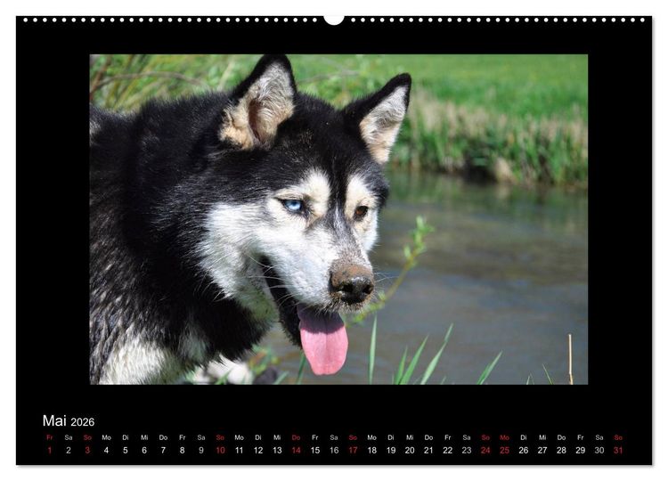 Produktbild: Husky-Kalender (Wandkalender 2026 DIN A2 quer), CALVENDO Monatskalender
