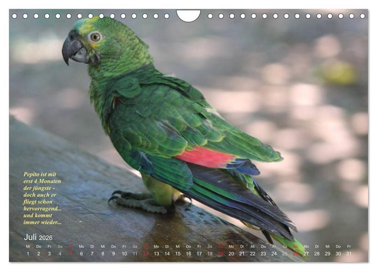 Produktbild: Blaustirnamazonen - Papageien in Paraguay (Wandkalender 2026 DIN A4 quer), CALVENDO Monatskalender
