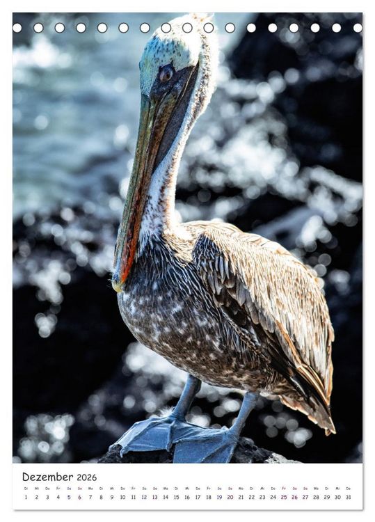 Produktbild: Wildlife - Die Tierwelt der Galapagos Inseln (Tischkalender 2026 DIN A5 hoch), CALVENDO Monatskalender