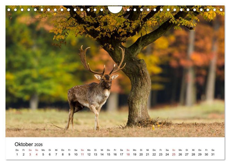 Produktbild: Unsere heimische Tierwelt (Wandkalender 2026 DIN A4 quer), CALVENDO Monatskalender