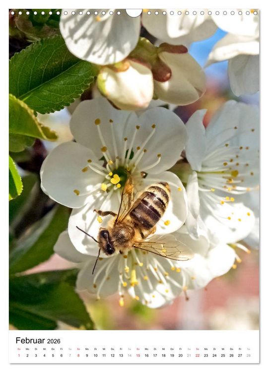 Produktbild: BIENEN - Kleine N&uuml;tzlinge ganz nah (Wandkalender 2026 DIN A3 hoch), CALVENDO Monatskalender