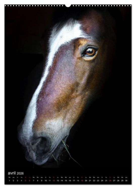 Produktbild: Chevaux en Portraits (Calendrier mural 2026 DIN A2 horizontal) calendrier de bureau