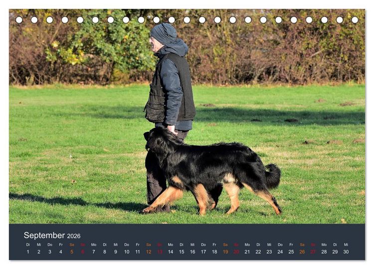 Produktbild: Ein Hovawart, ein Wachhund (Tischkalender 2026 DIN A5 quer), CALVENDO Monatskalender