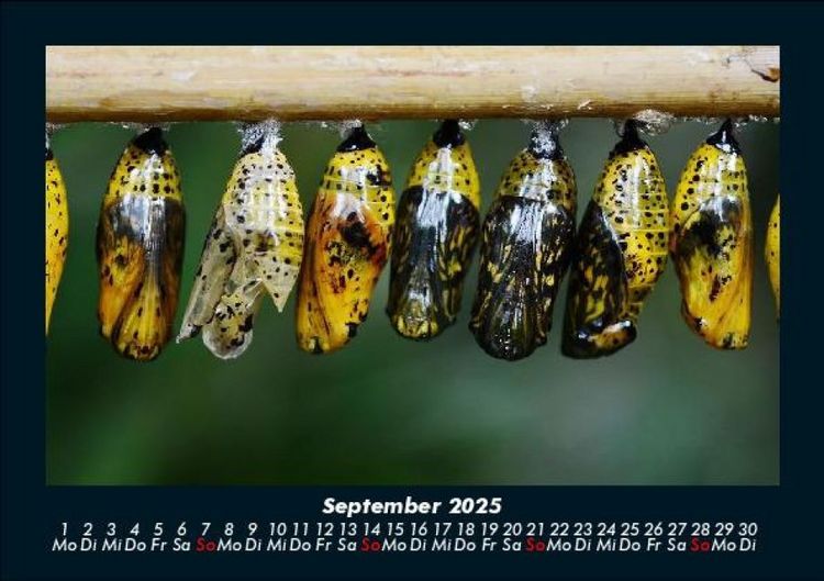 Produktbild: Bunte Pracht der Schmetterlinge 2025 Fotokalender DIN A5
