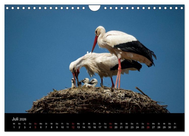 Produktbild: Ein Jahr bei den St&ouml;rchen (Wandkalender 2026 DIN A4 quer), CALVENDO Monatskalender