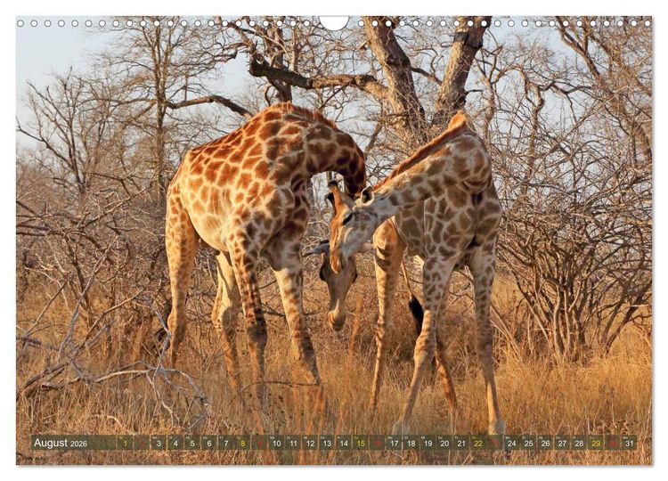 Produktbild: Giraffen - Sanftheit und Anmut (Wandkalender 2026 DIN A3 quer), CALVENDO Monatskalender