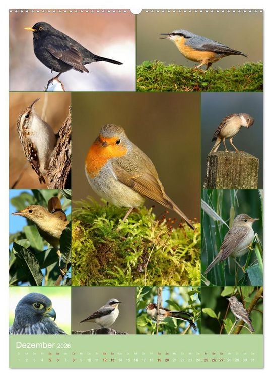 Produktbild: Alles f&uuml;r die V&ouml;gel (Wandkalender 2026 DIN A2 hoch), CALVENDO Monatskalender