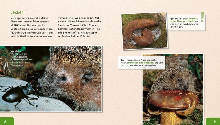 Produktbild: Meine große Tierbibliothek: Der Igel