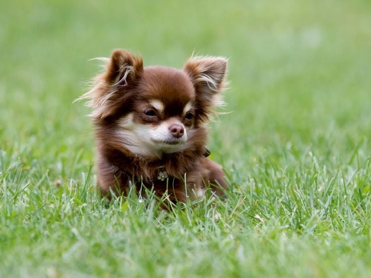 Produktbild: CALVENDO Puzzle Ein Motiv aus dem Kalender Chihuahuas - kleine Herzensbrecher | 1000 Teile Lege-Gr&ouml;&szlig;e 64x48cm Foto-Puzzle f&uuml;r gl&uuml;ckliche Stunden