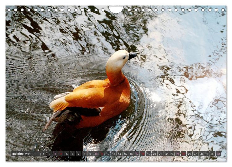 Produktbild: D'adorables nageurs &agrave; plumes (Calendrier mural 2026 DIN A4 vertical), CALVENDO calendrier mensuel