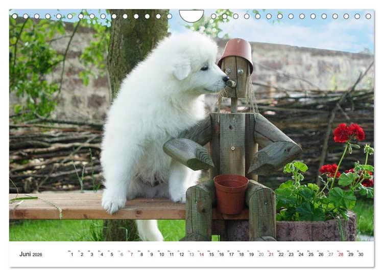 Produktbild: Samojeden Welpen (Wandkalender 2026 DIN A4 quer), CALVENDO Monatskalender