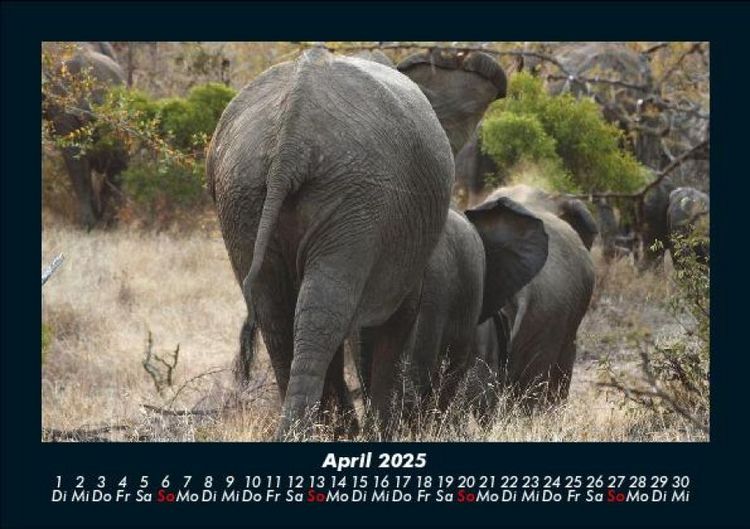Produktbild: Elefanten Kalender 2025 Fotokalender DIN A5