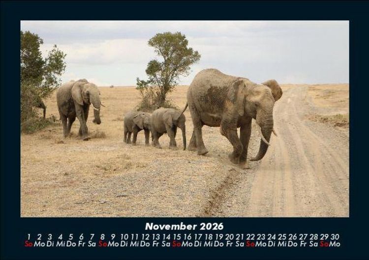 Produktbild: Elefanten - Die sanften Riesen Afrikas 2026 Fotokalender DIN A5