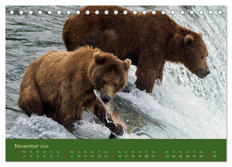 Produktbild: Der B&auml;renkalender 2026 CH-Version (Tischkalender 2026 DIN A5 quer), CALVENDO Monatskalender