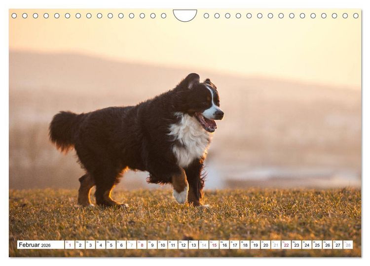 Produktbild: Ein Herz auf 4 Pfoten - Berner Sennenhund (Wandkalender 2026 DIN A4 quer), CALVENDO Monatskalender