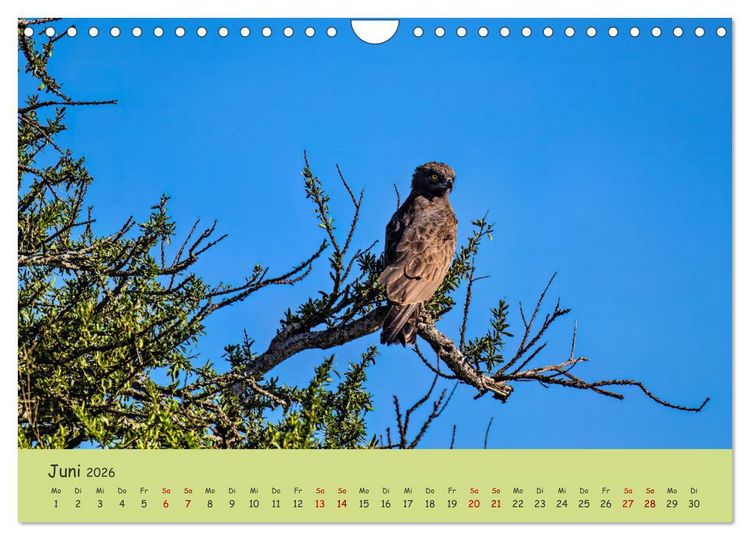 Produktbild: Gefiederte Sch&ouml;nheiten Ostafrikas (Wandkalender 2026 DIN A4 quer), CALVENDO Monatskalender