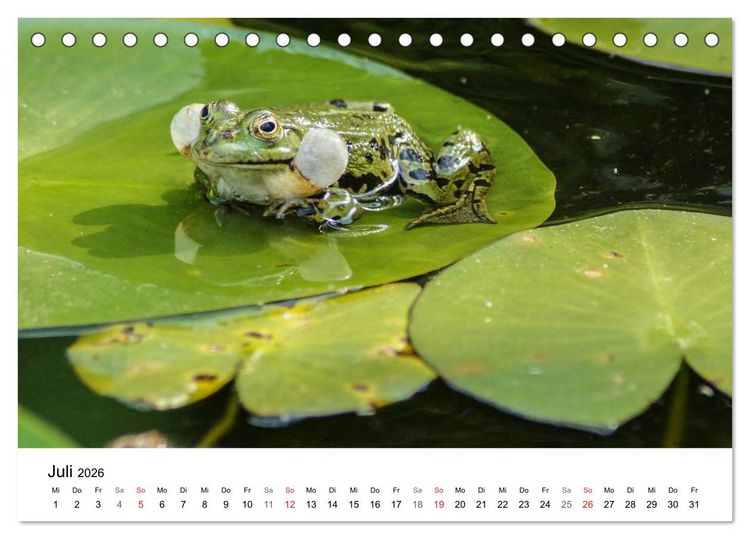 Produktbild: Paradies Naturgarten (Tischkalender 2026 DIN A5 quer), CALVENDO Monatskalender