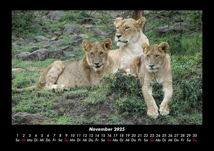 Produktbild: L&ouml;wen in der Wildnis 2025 Fotokalender DIN A3