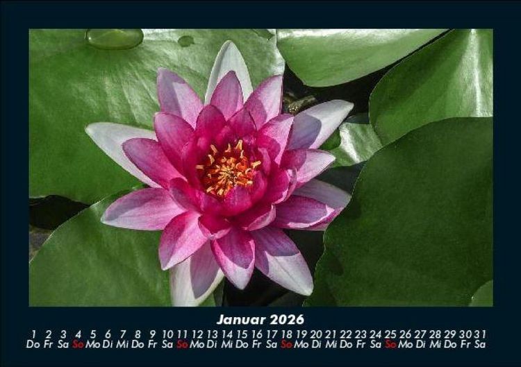 Produktbild: Blumenzauber 2026 Fotokalender DIN A5