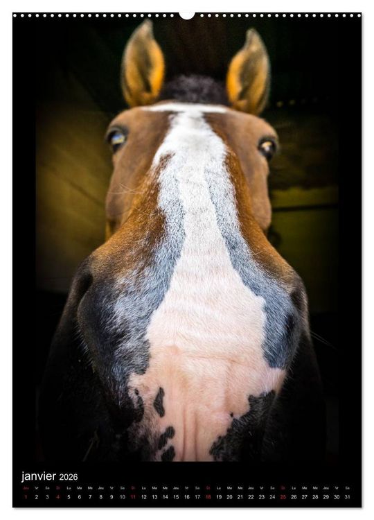 Produktbild: Chevaux en Portraits (Calendrier mural 2026 DIN A2 horizontal) calendrier de bureau