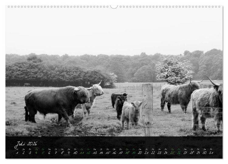 Produktbild: Highland Cattle vom Nordlicht - Faszination Hochland Rind (Wandkalender 2026 DIN A2 quer), CALVENDO Monatskalender