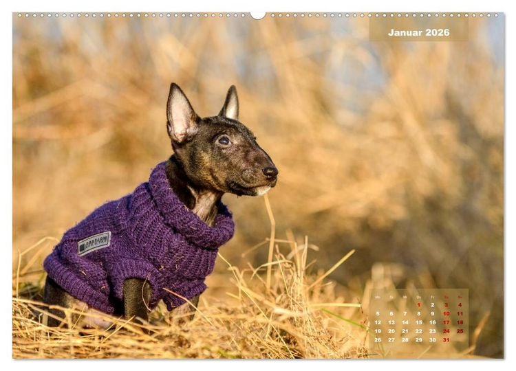 Produktbild: Bullterrier 2026 Frech und fr&ouml;hlich durch das Jahr (Wandkalender 2026 DIN A2 quer), CALVENDO Monatskalender