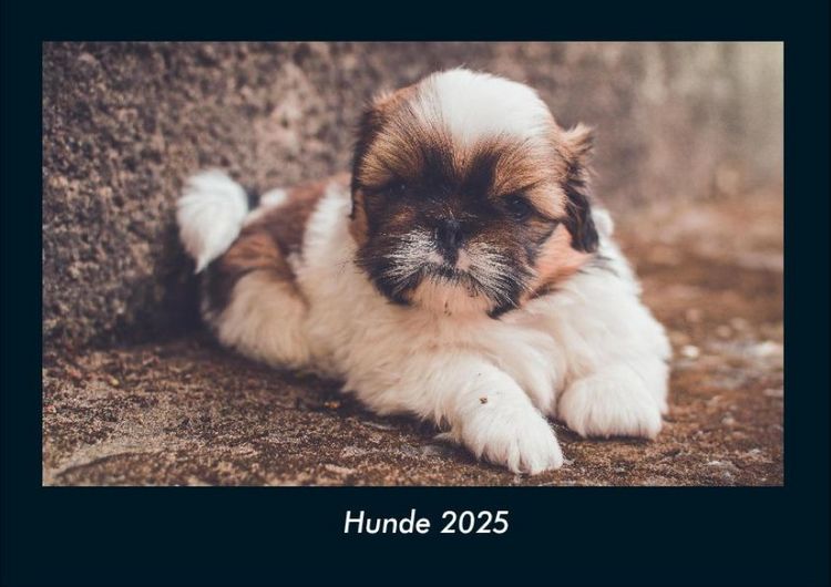 Produktbild: Hunde 2025 Fotokalender DIN A4
