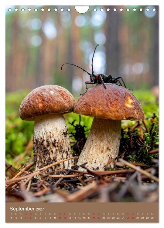 Produktbild: In die Pilze (Wandkalender 2027 DIN A4 hoch), CALVENDO Monatskalender