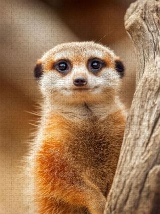 Produktbild: CALVENDO Puzzle S&uuml;&szlig;es Erdm&auml;nnchen mit gro&szlig;en Augen im Portrait | 1000 Teile Lege-Gr&ouml;&szlig;e 64x48cm Foto-Puzzle f&uuml;r gl&uuml;ckliche Stunden