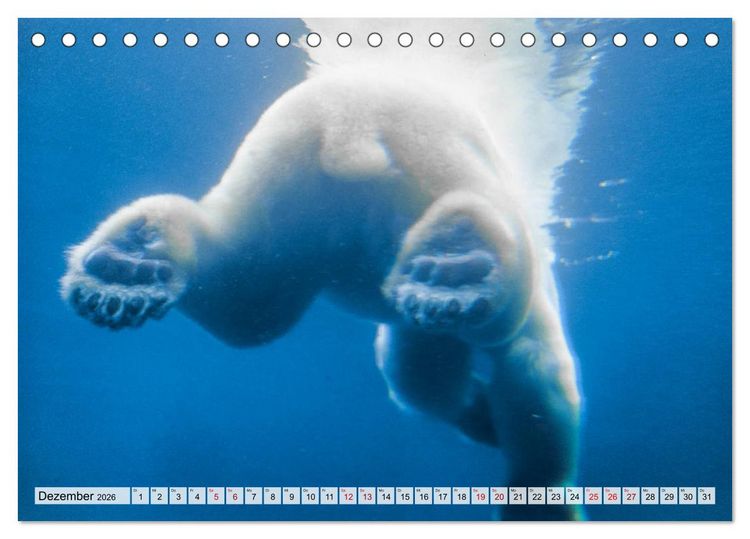 Produktbild: Popo-Kalender (Tischkalender 2026 DIN A5 quer), CALVENDO Monatskalender