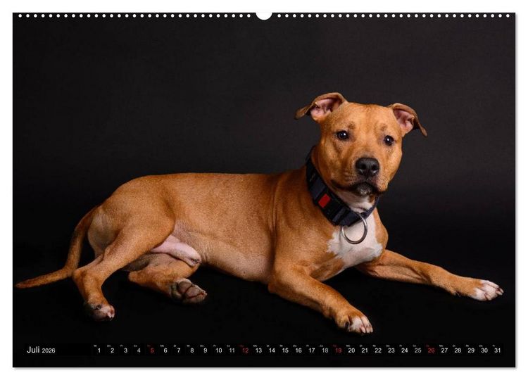 Produktbild: Pit Bull und Co. - Geliebt, gef&uuml;rchtet, missverstanden (hochwertiger Premium Wandkalender 2026 DIN A2 quer), Kunstdruck in Hochglanz
