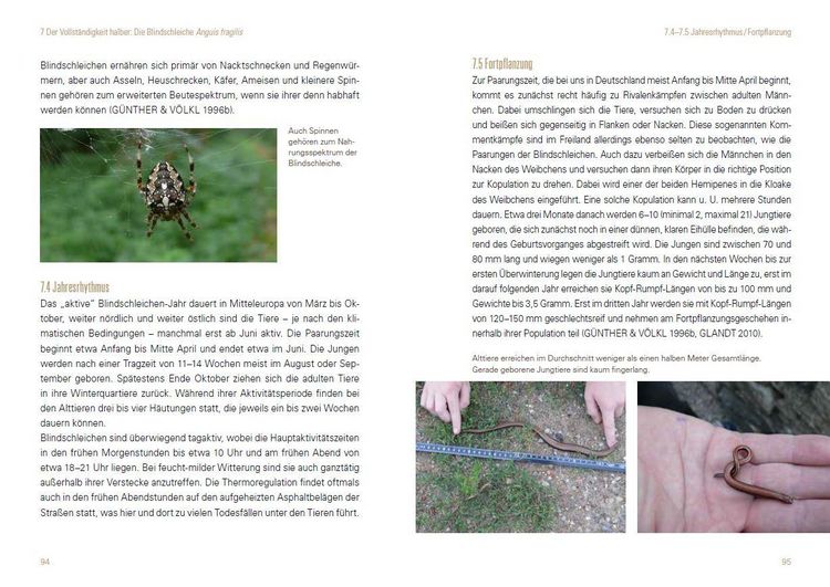 Produktbild: Heimische Eidechsen im Freiland und Terrarium