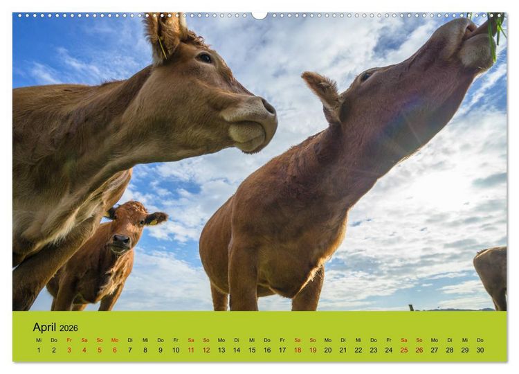 Produktbild: Kuhckst du? (hochwertiger Premium Wandkalender 2026 DIN A2 quer), Kunstdruck in Hochglanz