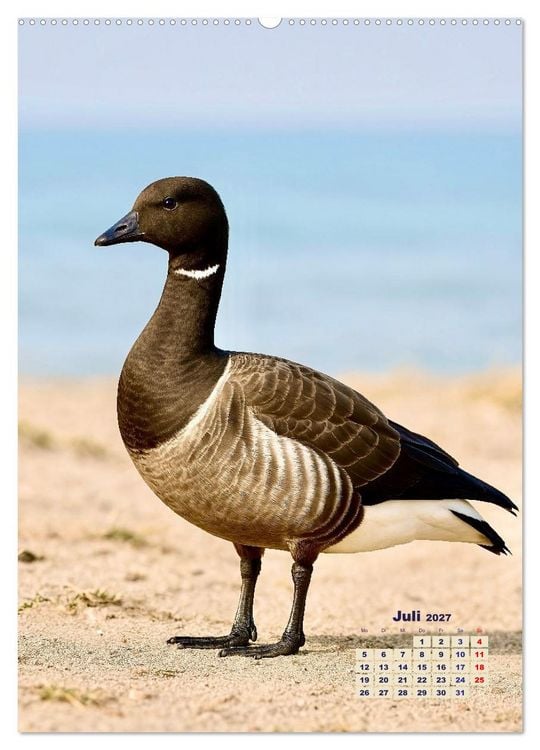 Produktbild: Seev&ouml;gel an der Nordsee (hochwertiger Premium Wandkalender 2027 DIN A2 hoch), Kunstdruck in Hochglanz