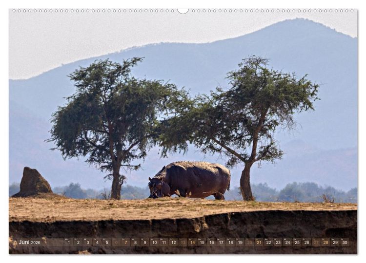 Produktbild: Hippos - Gef&auml;hrliche Giganten (Wandkalender 2026 DIN A2 quer), CALVENDO Monatskalender