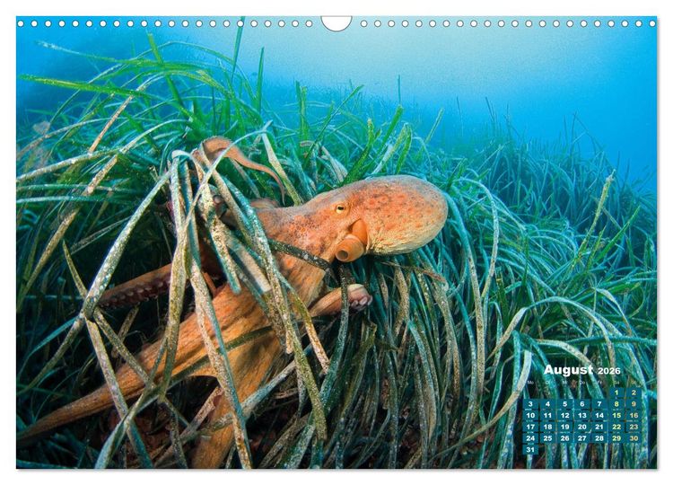 Produktbild: Tiere des Meeres: Faszination Tauchen (Wandkalender 2026 DIN A3 quer), CALVENDO Monatskalender