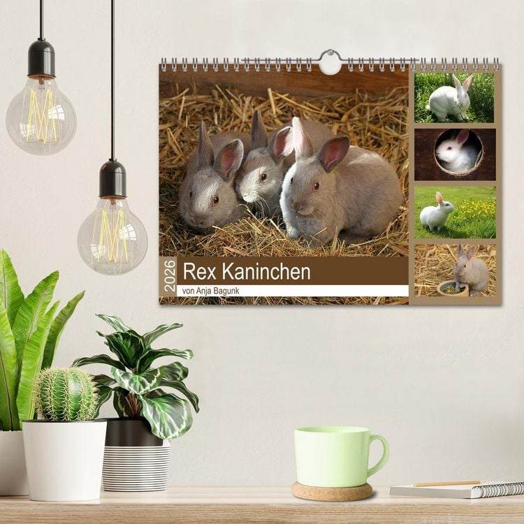 Produktbild: Rex - Kaninchen (Wandkalender 2026 DIN A4 quer), CALVENDO Monatskalender
