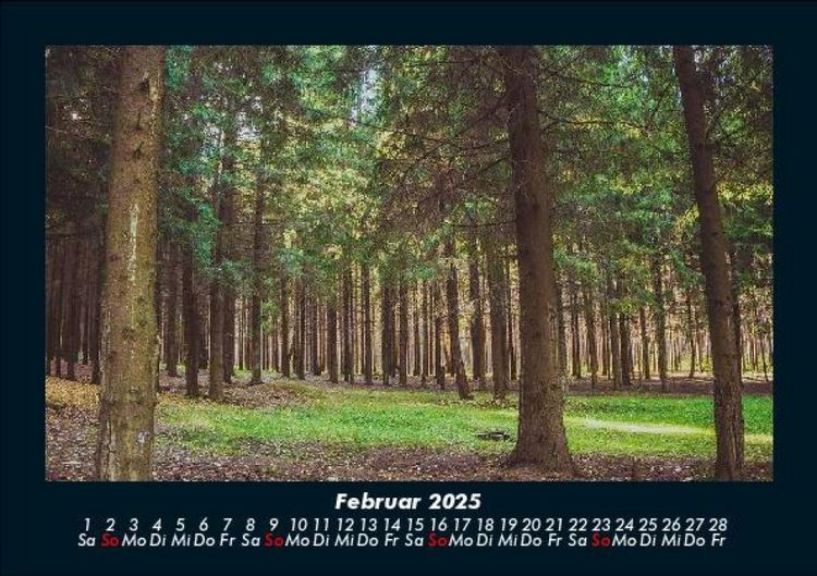 Produktbild: B&auml;ume 2025 Fotokalender DIN A5