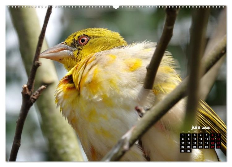 Produktbild: Oiseaux exotiques (Calendrier mural 2026 DIN A2 vertical), CALVENDO calendrier mensuel