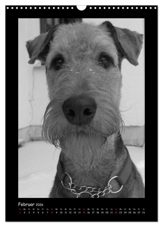 Produktbild: Der Airedale: Portraits eines "Dickkopfes" (Wandkalender 2026 DIN A3 hoch), CALVENDO Monatskalender