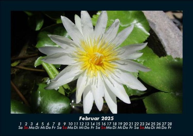Produktbild: Blumentr&auml;ume 2025 Fotokalender DIN A5