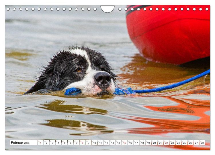 Produktbild: Landseer - Ein starker Freund auf 4 Pfoten (Wandkalender 2026 DIN A4 quer), CALVENDO Monatskalender